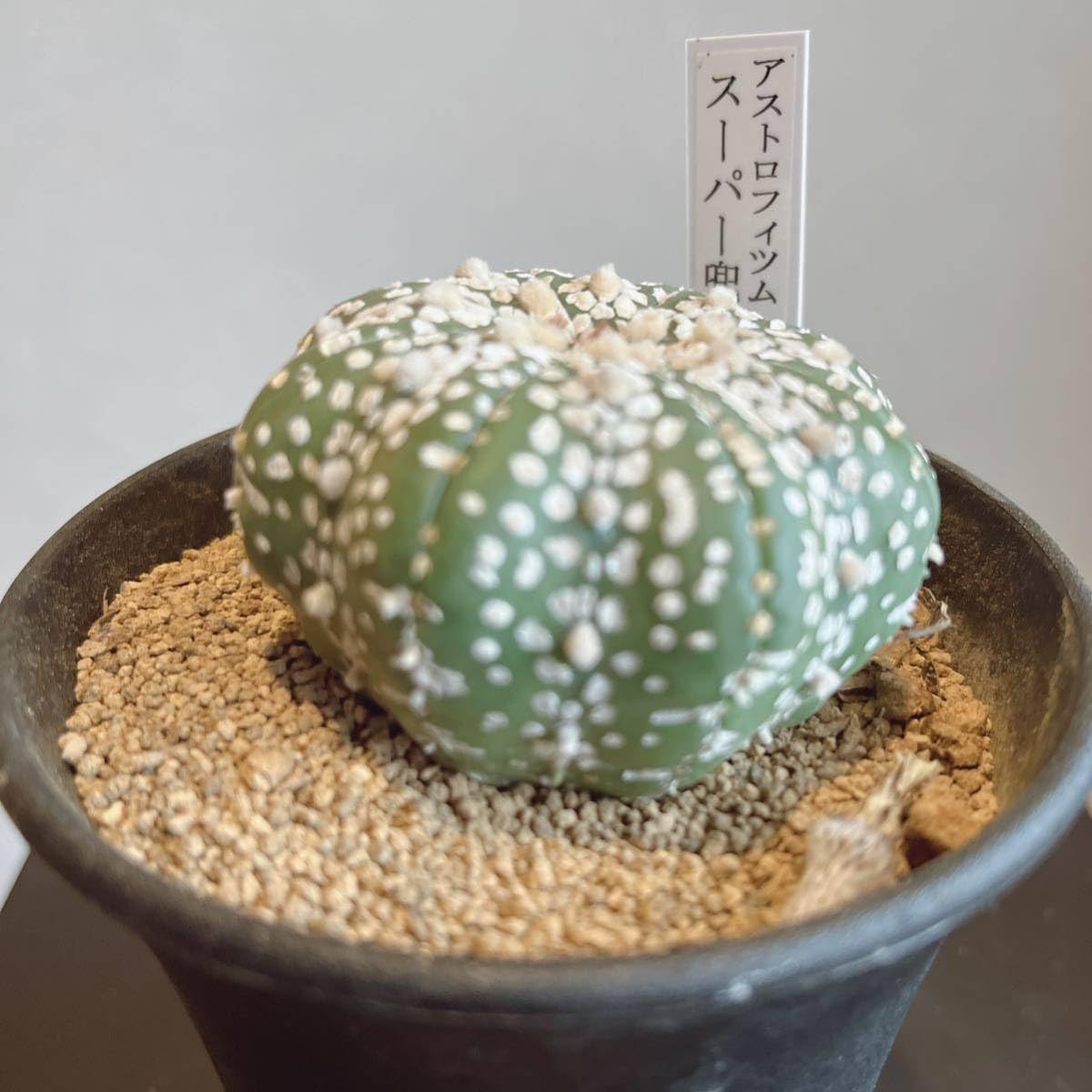 Amazon.co.jp: 多肉植物 アストロフィツム スーパーカブト 兜 約3号